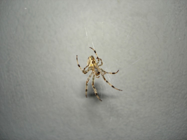 Wallpapers Animals Spiders Wallpaper N111499