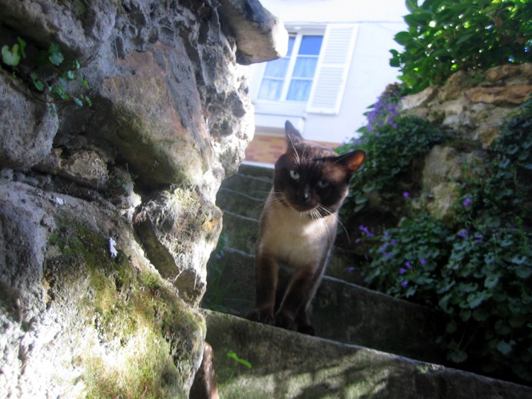 Fonds d'cran Animaux Chats - Chatons Jeremy, qui nous fait le plaisir d'une visite.