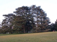 Fonds d'cran Nature Les arbres du parc