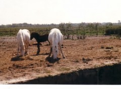 Wallpapers Animals Dadas de Camargue !