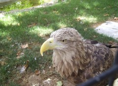 Fonds d'cran Animaux aigle