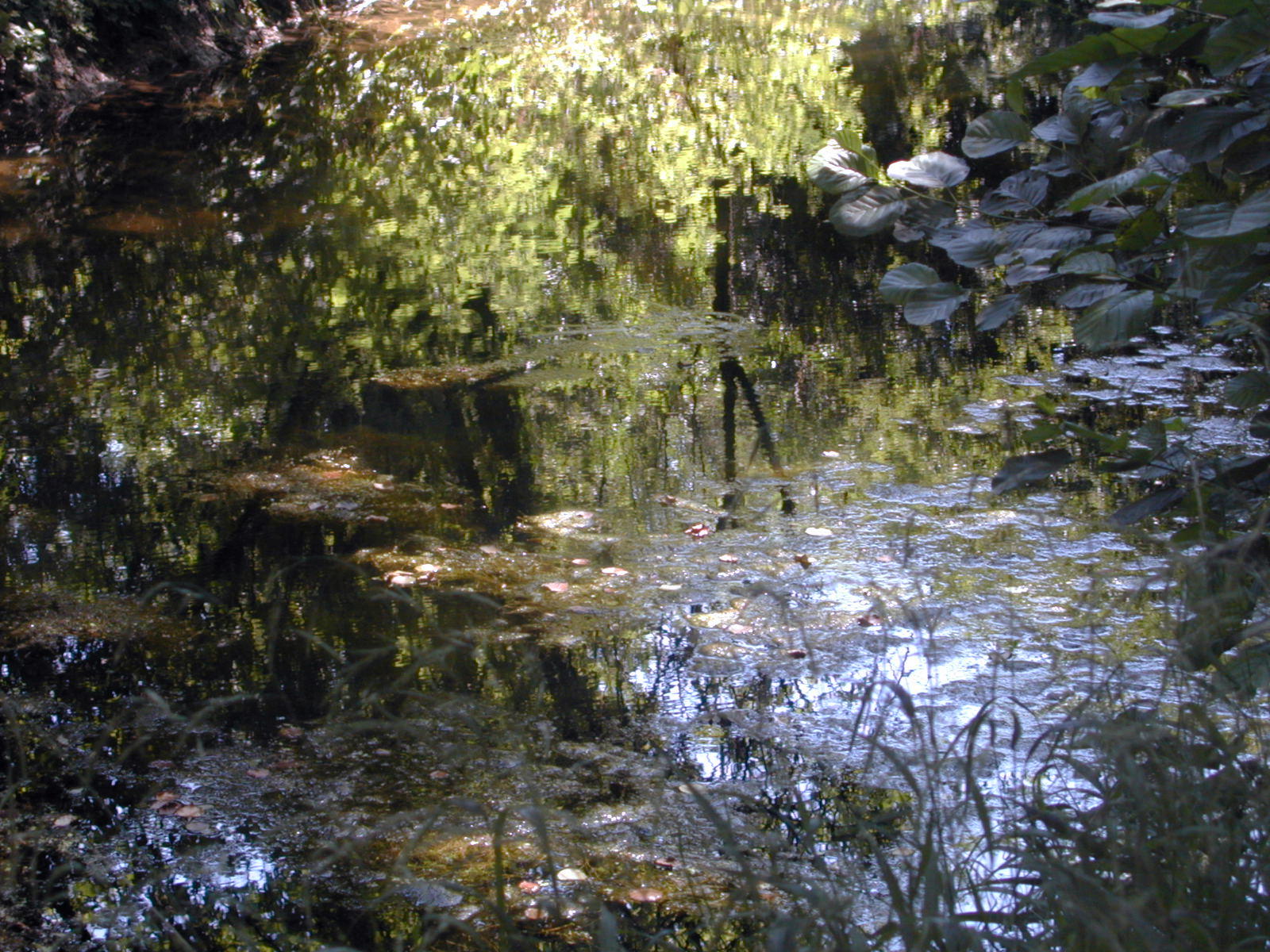 Wallpapers Nature Water - Reflection Reflets