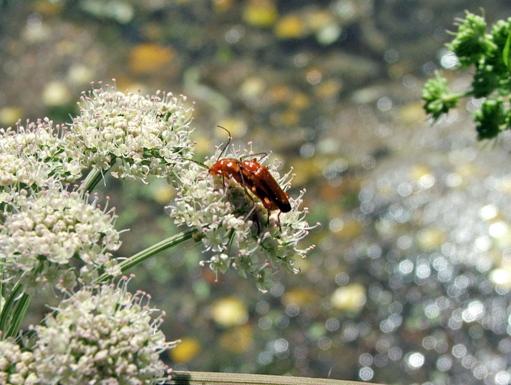 Fonds d'cran Animaux Insectes - Divers Sous le soleil exactement !