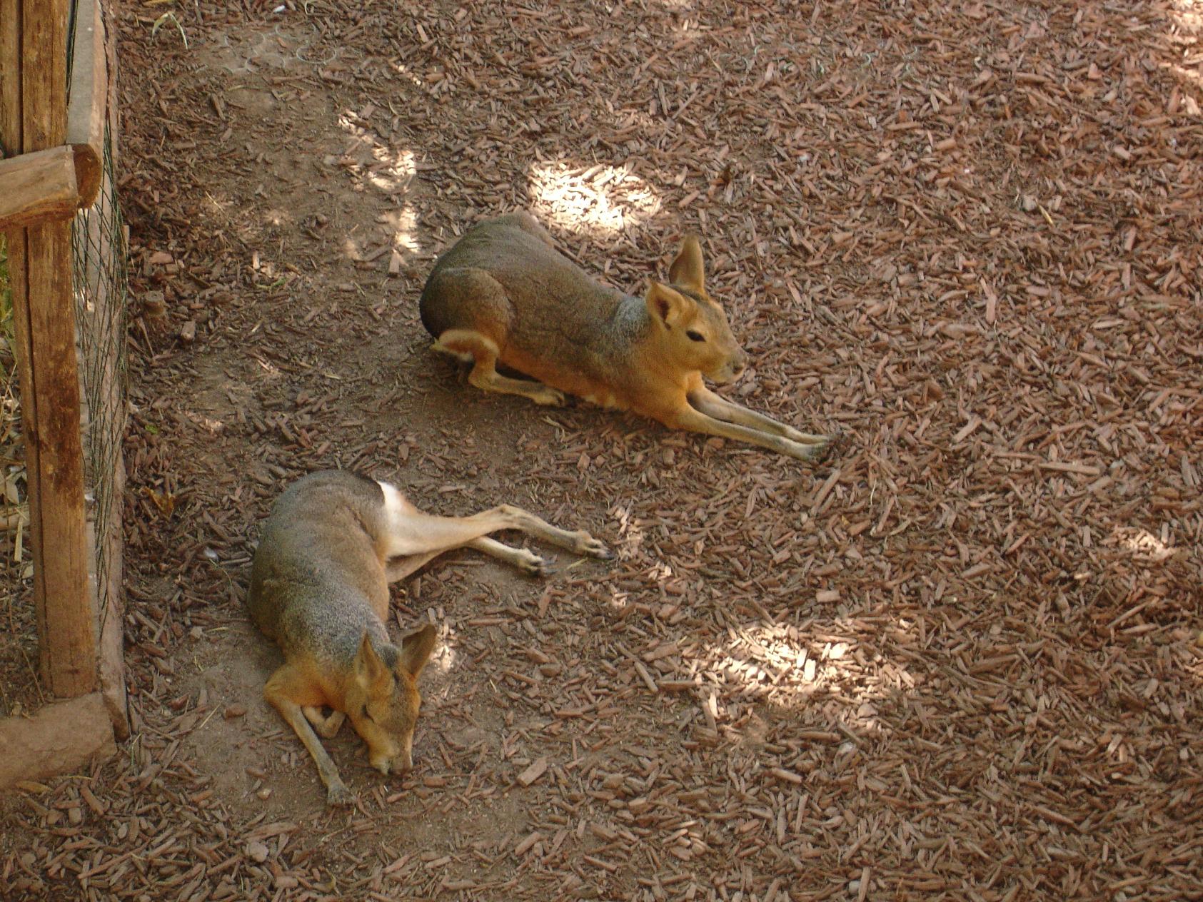 Fonds d'cran Animaux Cervids 