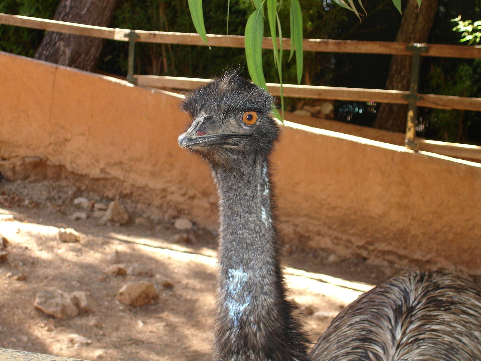 Fonds d'cran Animaux Oiseaux - Autruches et Emeus 