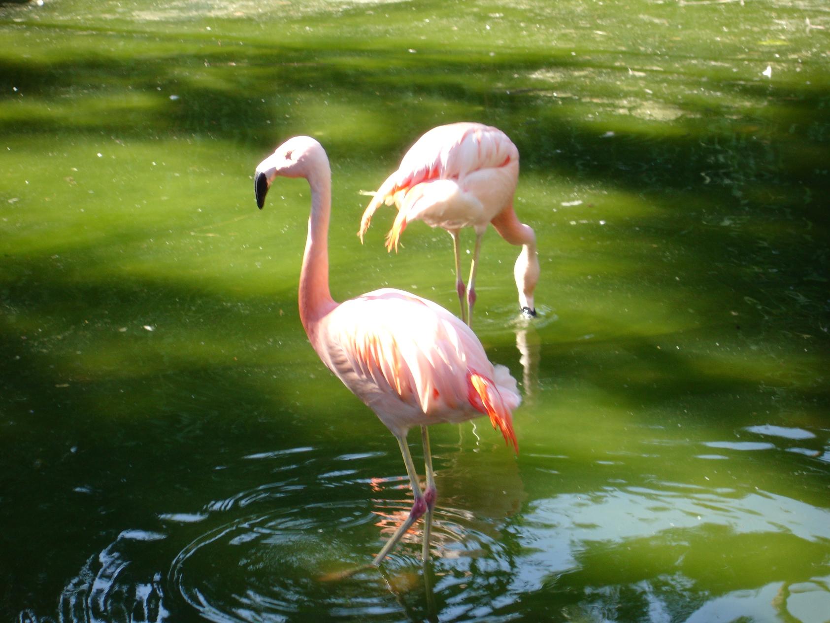 Fonds d'cran Animaux Oiseaux - Flamants 