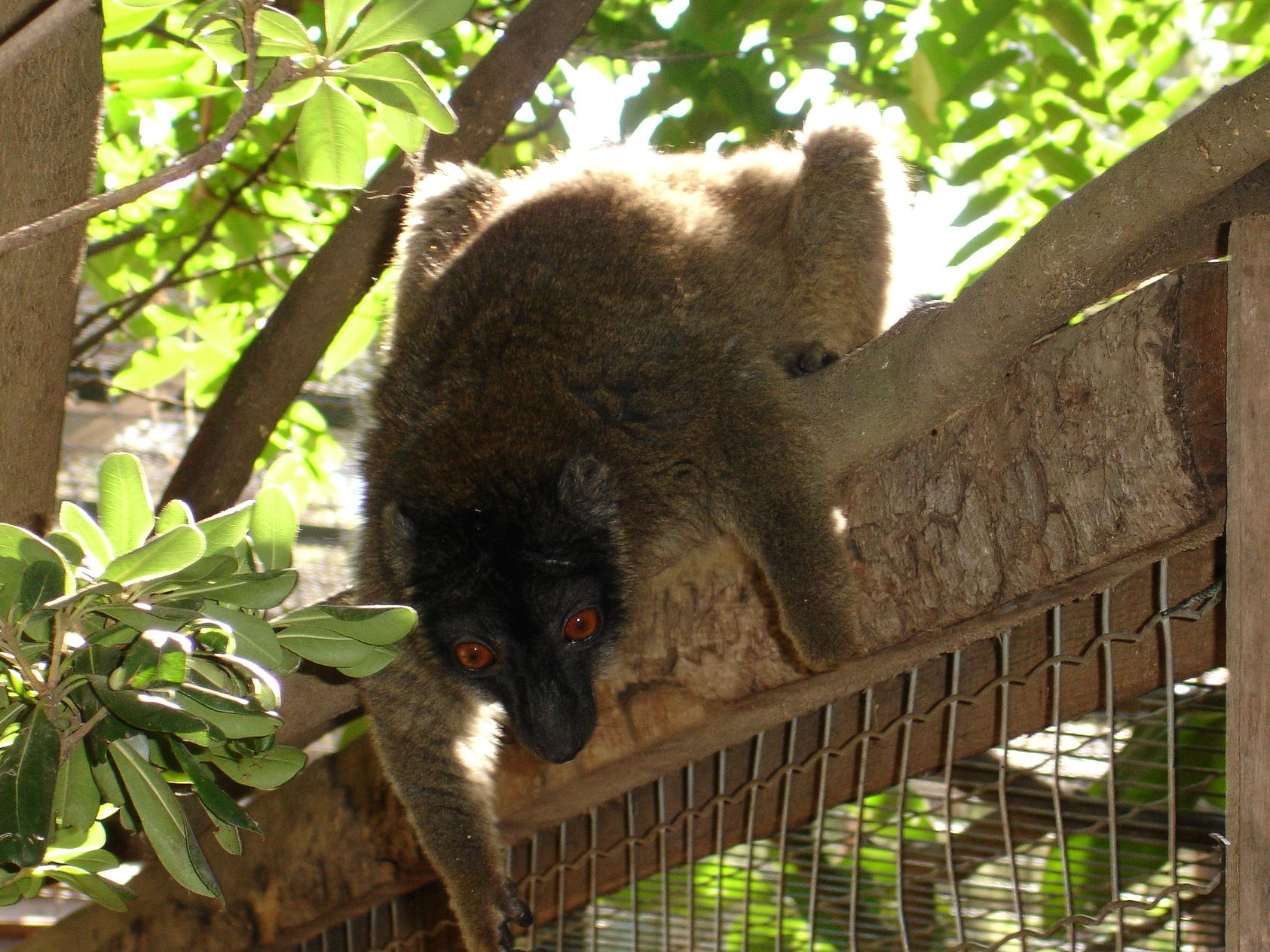 Wallpapers Animals Lemurs 