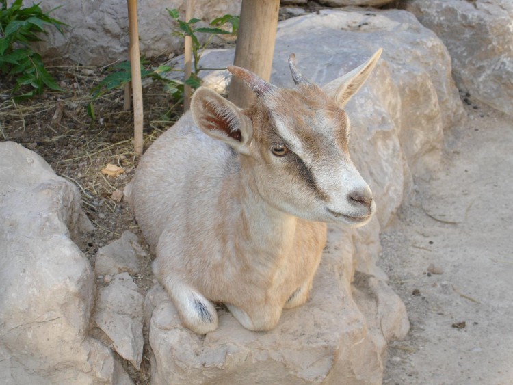 Fonds d'cran Animaux Chvres la chvre de monsieur seguin