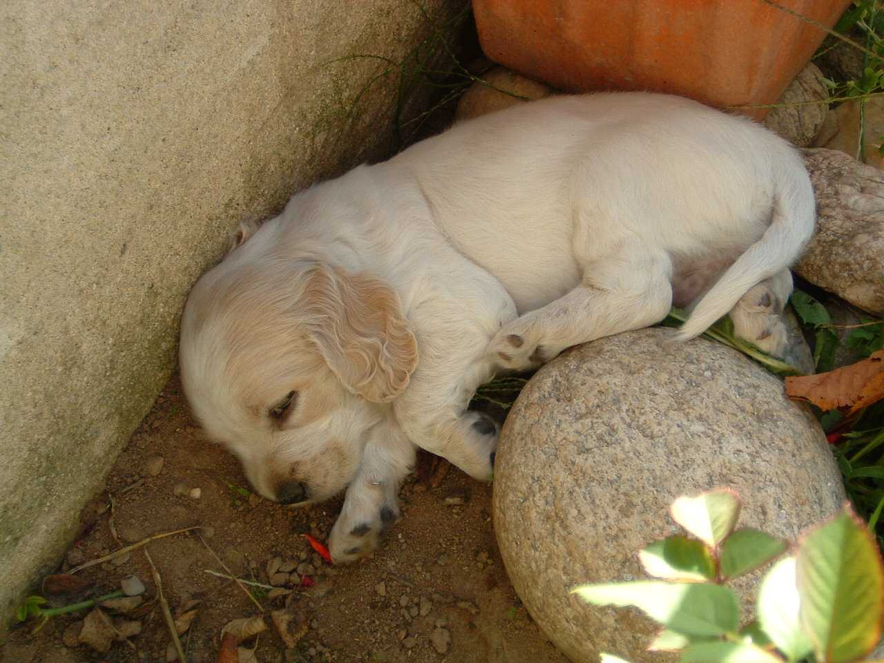 Fonds d'cran Animaux Chiens je dors