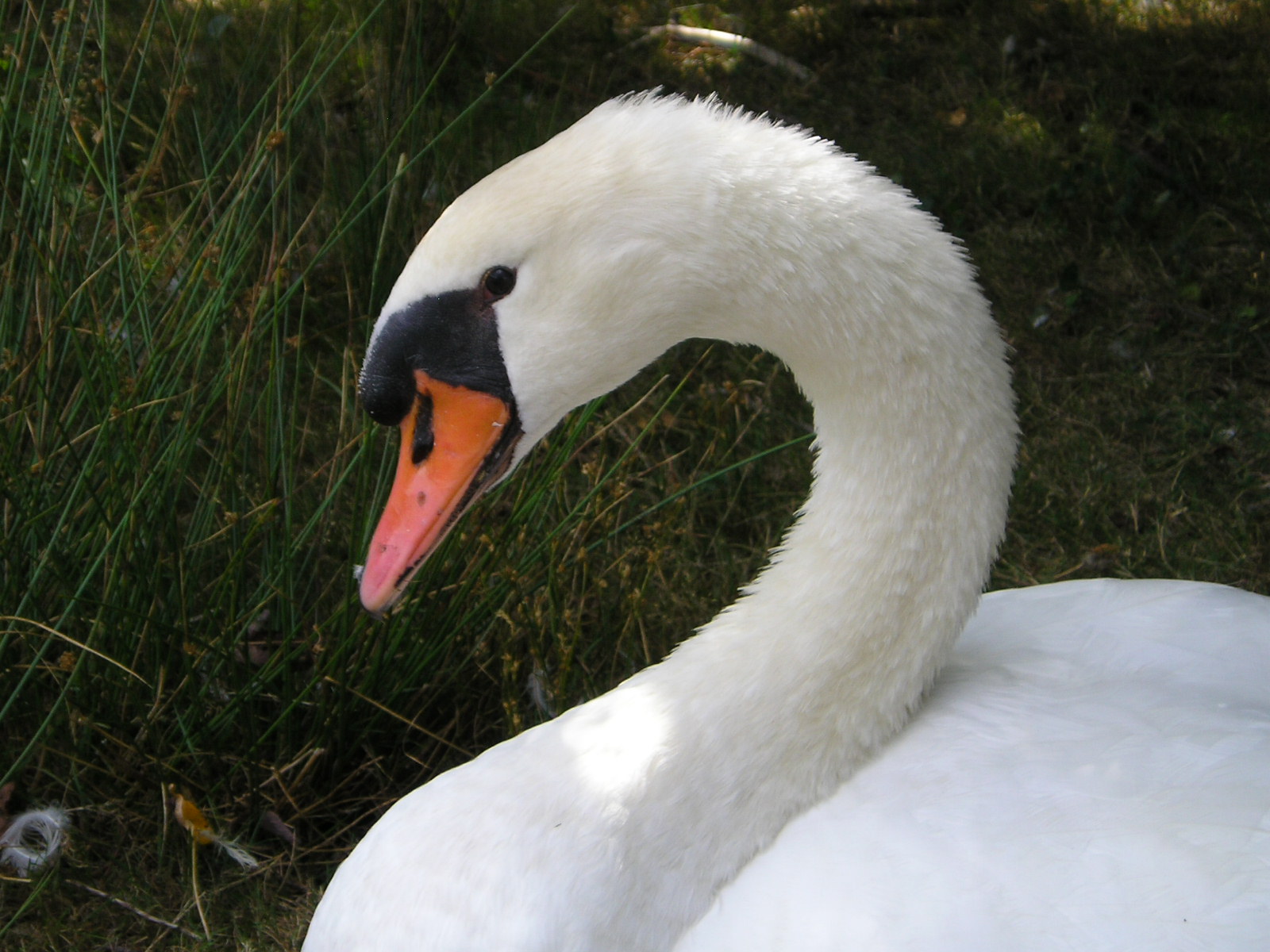 Fonds d'cran Animaux Oiseaux - Canards 