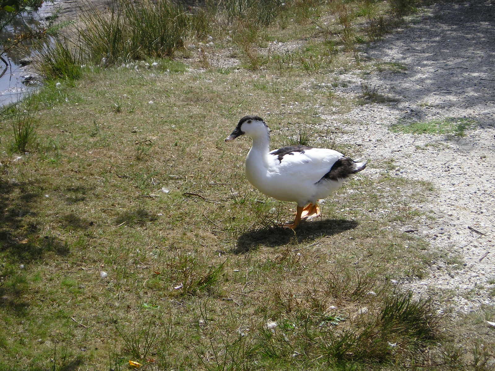 Wallpapers Animals Birds - Ducks 