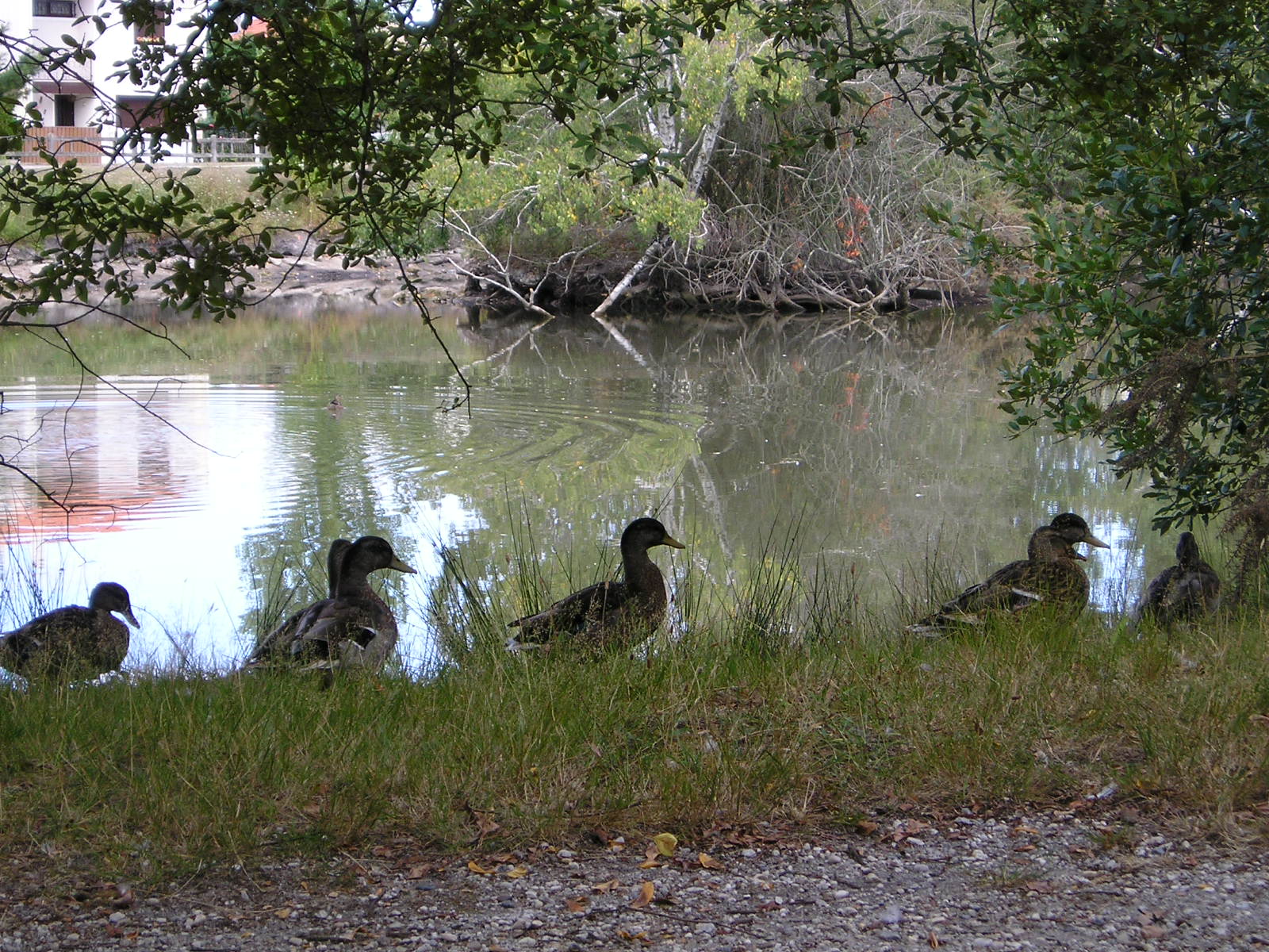 Wallpapers Animals Birds - Ducks 