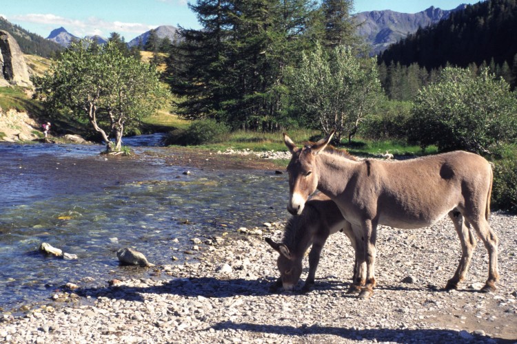 Fonds d'cran Animaux Anes Le Brianonnais