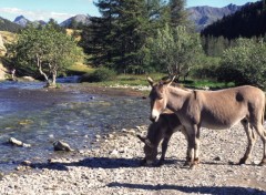 Fonds d'cran Animaux Le Brianonnais