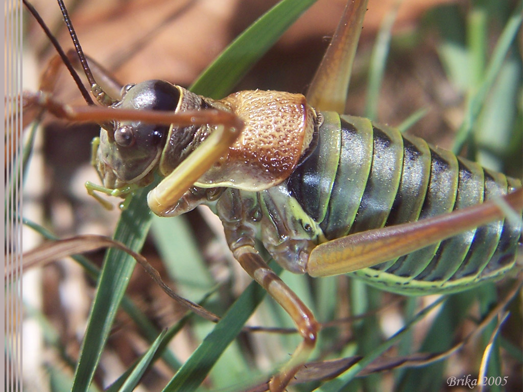 Fonds d'cran Animaux Insectes - Sauterelles et Criquets Macro