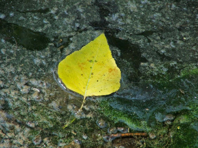 Wallpapers Nature Seasons - Fall Feuille d'automne....