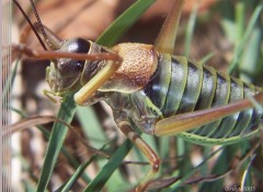 Fonds d'cran Animaux Macro