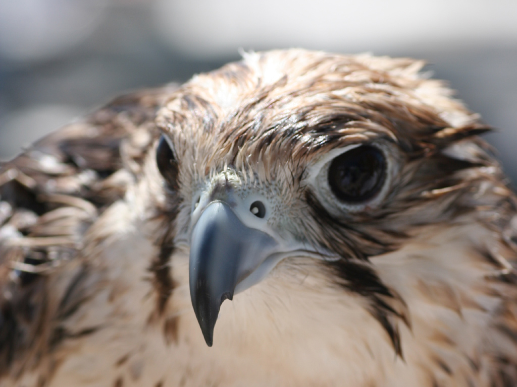 Fonds d'cran Animaux Oiseaux - Faucons jeune faucon