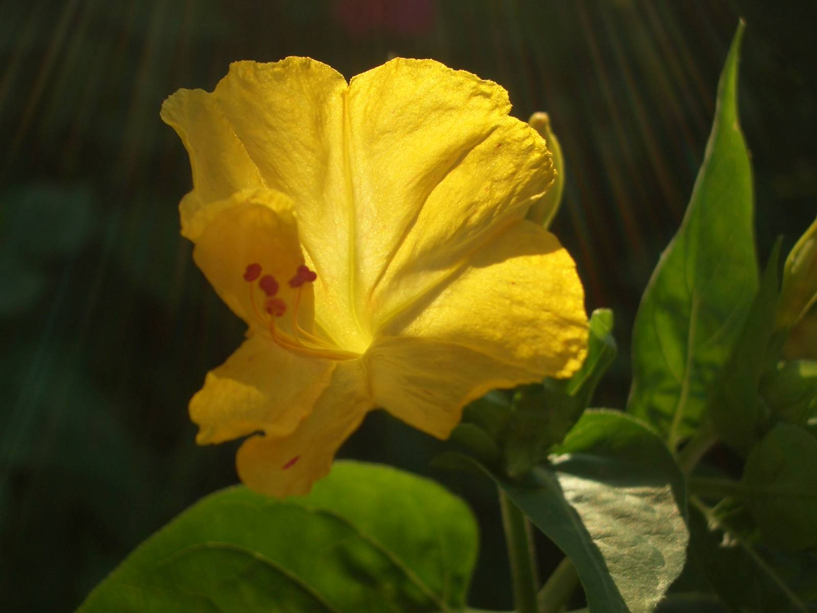 Fonds d'cran Nature Fleurs 