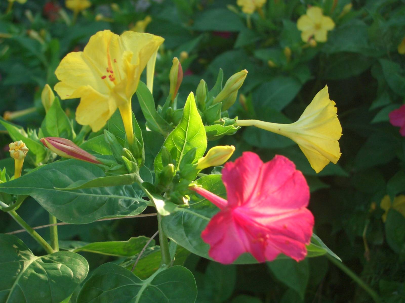 Fonds d'cran Nature Fleurs 