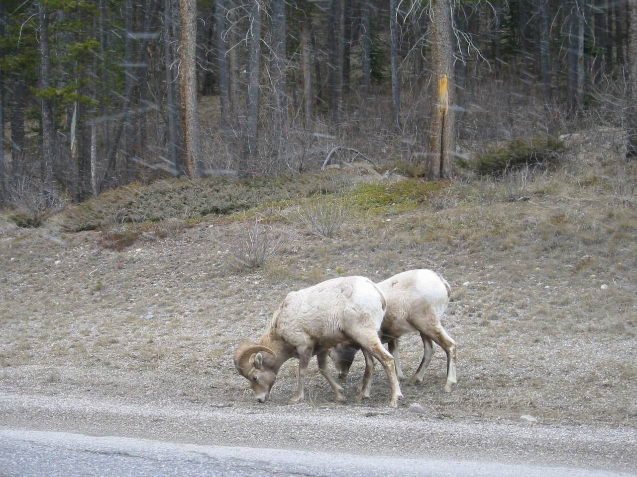 Fonds d'cran Animaux Divers moufflons sur le bord de la route