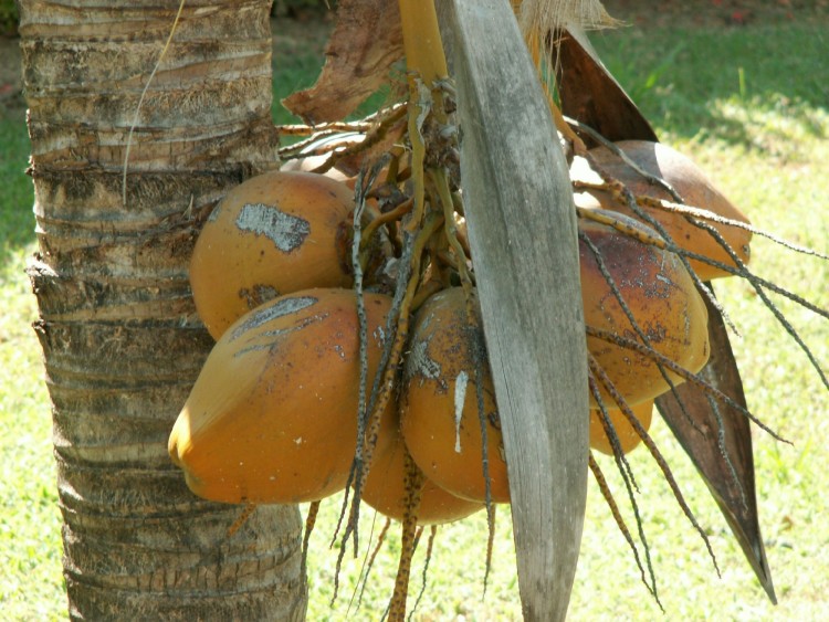 Wallpapers Nature Fruits Cocos