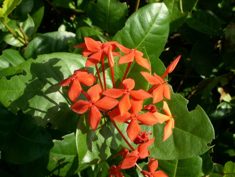 Fonds d'cran Nature Fleurs Fleurs de buisson ardent (rouge)