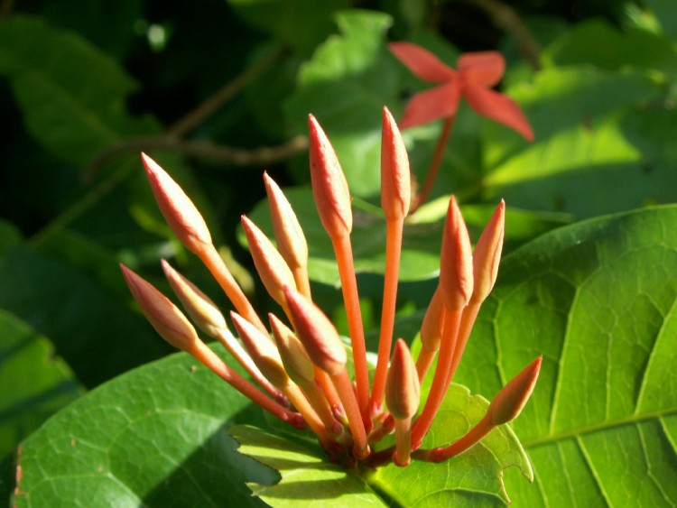 Wallpapers Nature Flowers fleurs en bouton