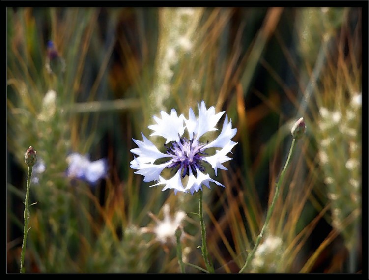 Wallpapers Nature Flowers Fleur sauvage