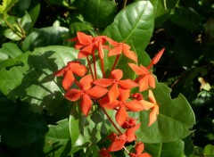 Fonds d'cran Nature Fleurs de buisson ardent (rouge)