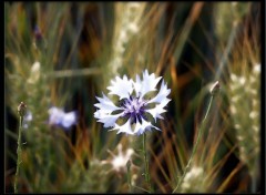 Fonds d'cran Nature Fleur sauvage