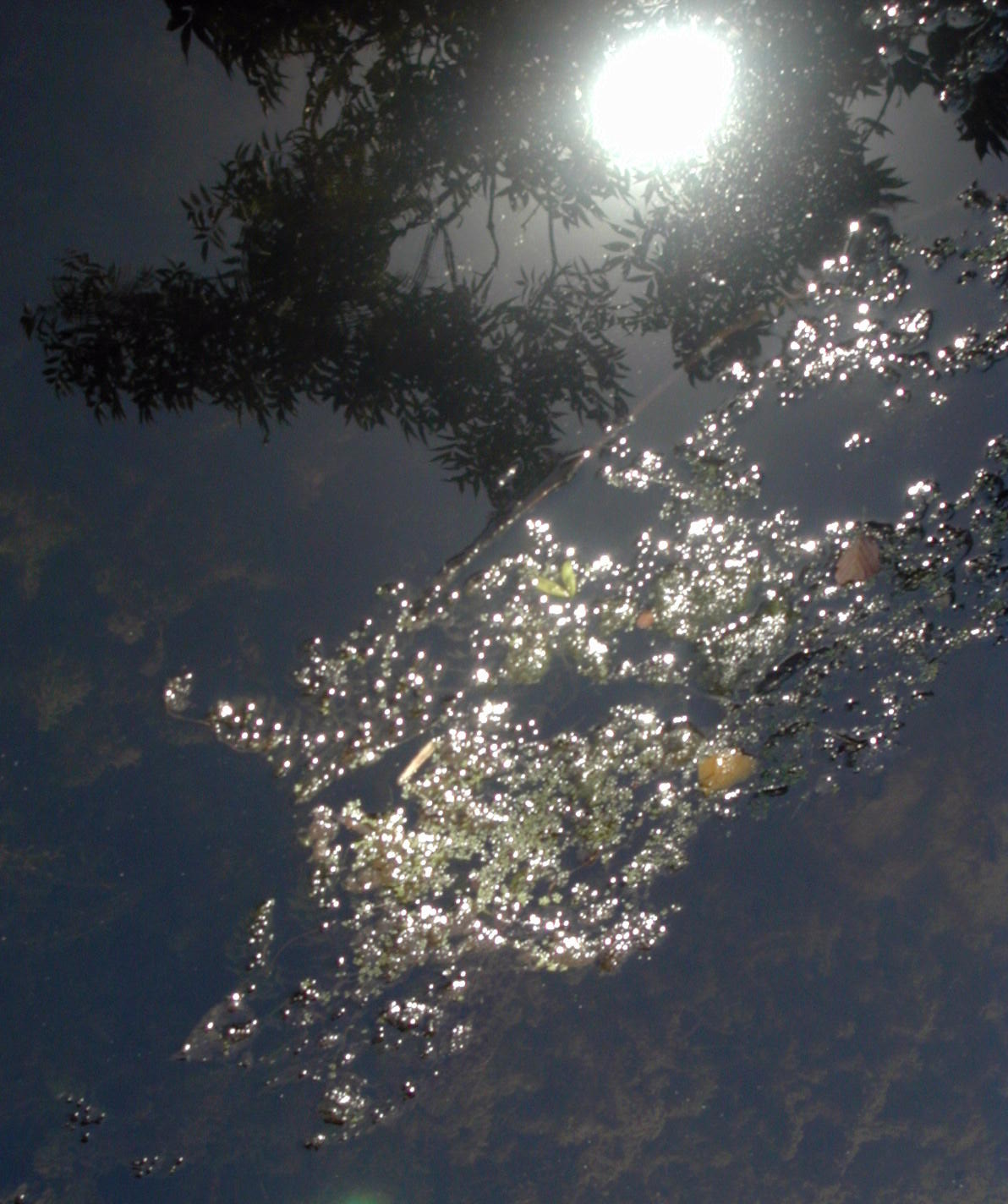 Wallpapers Nature Water - Reflection Reflets