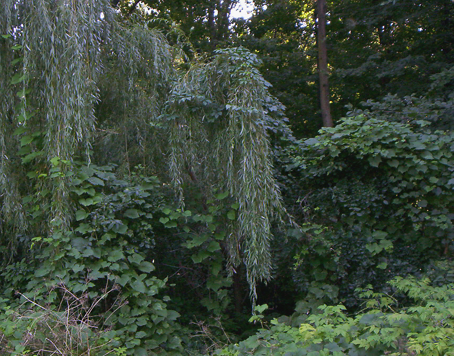 Fonds d'cran Nature Feuilles - Feuillages parc angrignon2