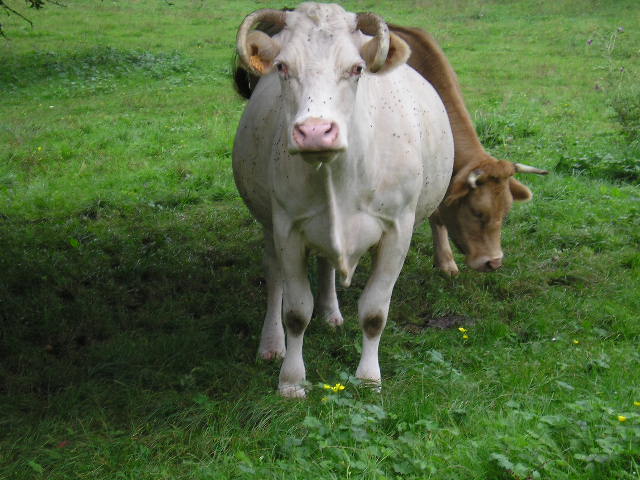 Fonds d'cran Animaux Vaches - Taureaux - Boeufs Vaches savoyardes