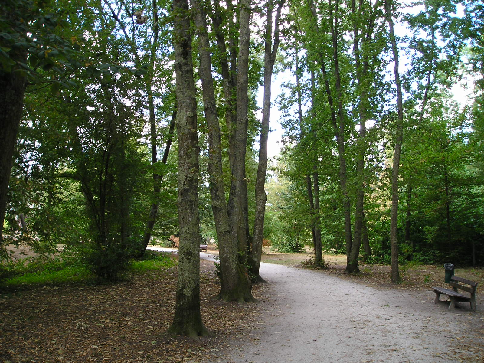 Wallpapers Nature Trees - Forests 