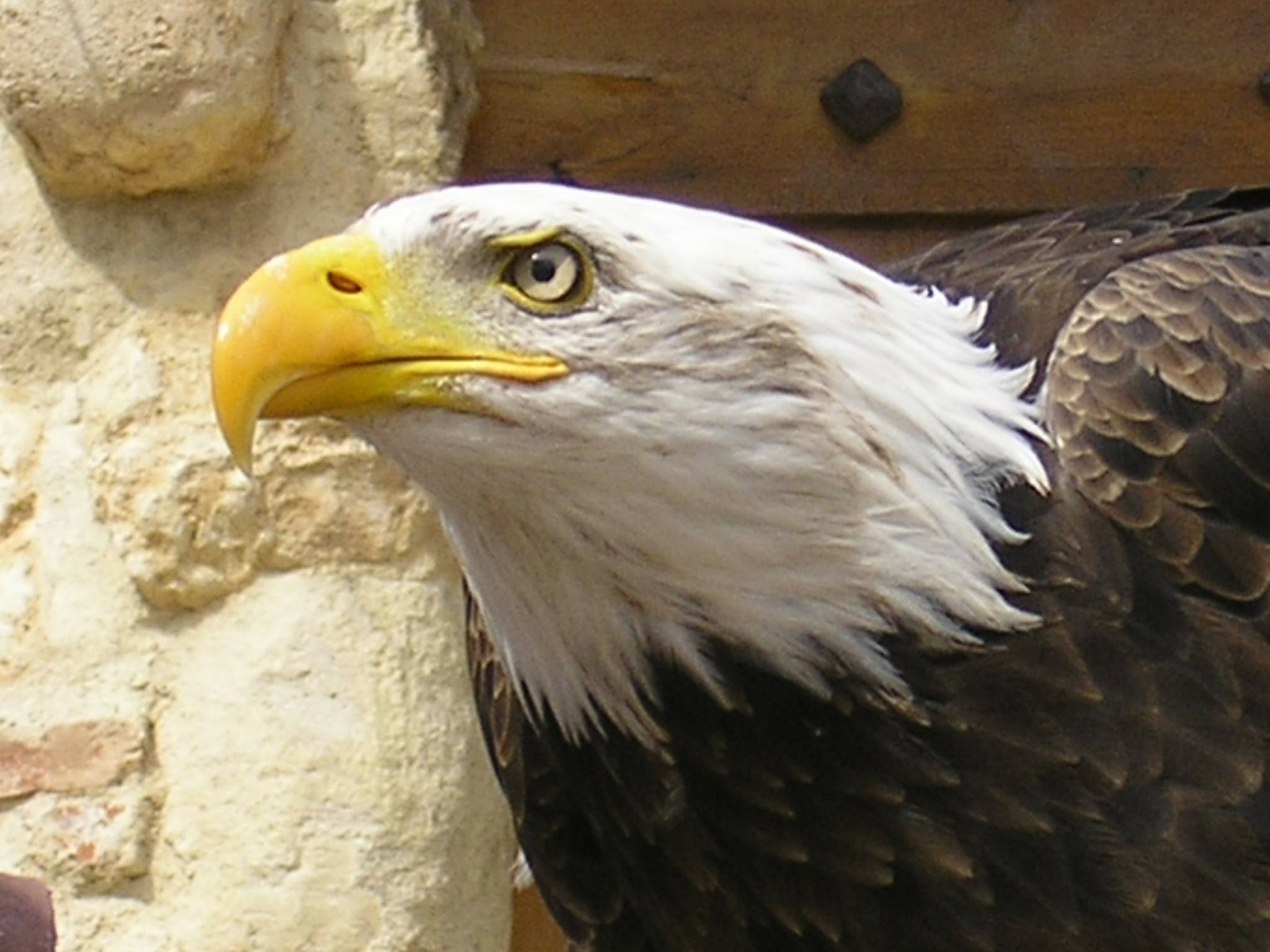 Fonds d'cran Animaux Oiseaux - Rapaces divers Pygargue  tte blanche