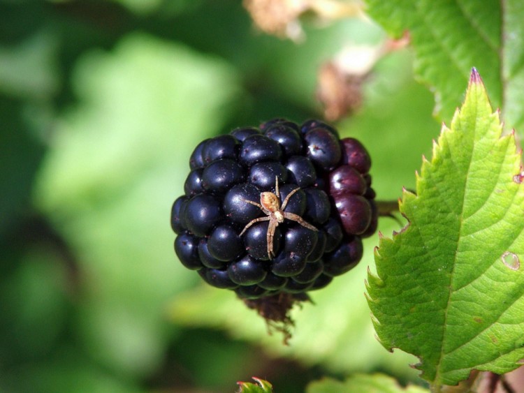 Wallpapers Nature Fruits Mres !