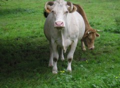 Fonds d'cran Animaux Vaches savoyardes