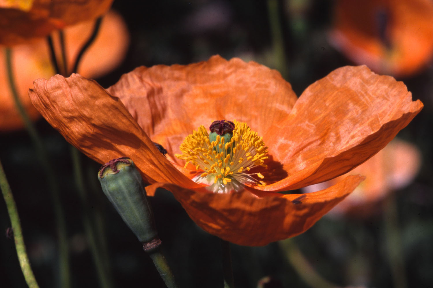 Wallpapers Nature Flowers Flore alpine