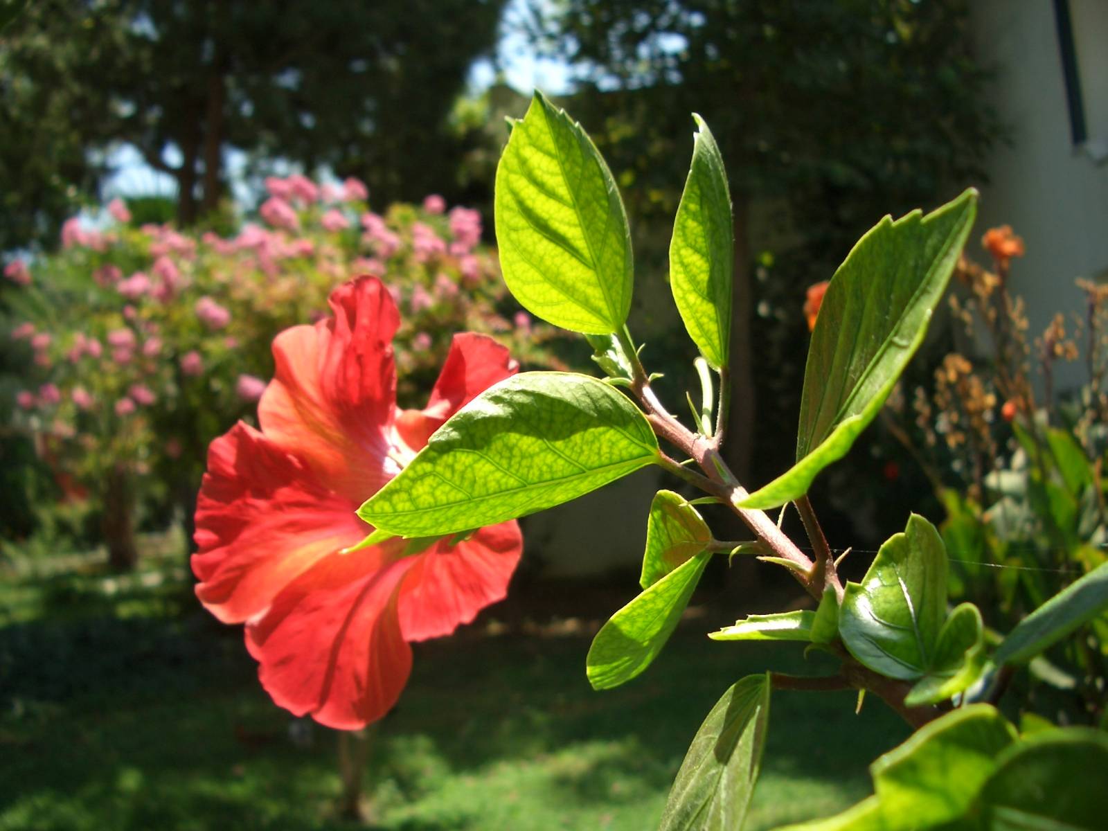 Fonds d'cran Nature Fleurs 