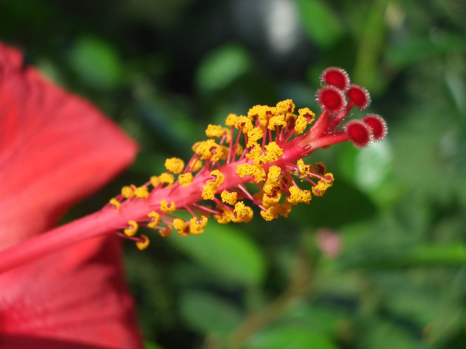 Fonds d'cran Nature Fleurs 