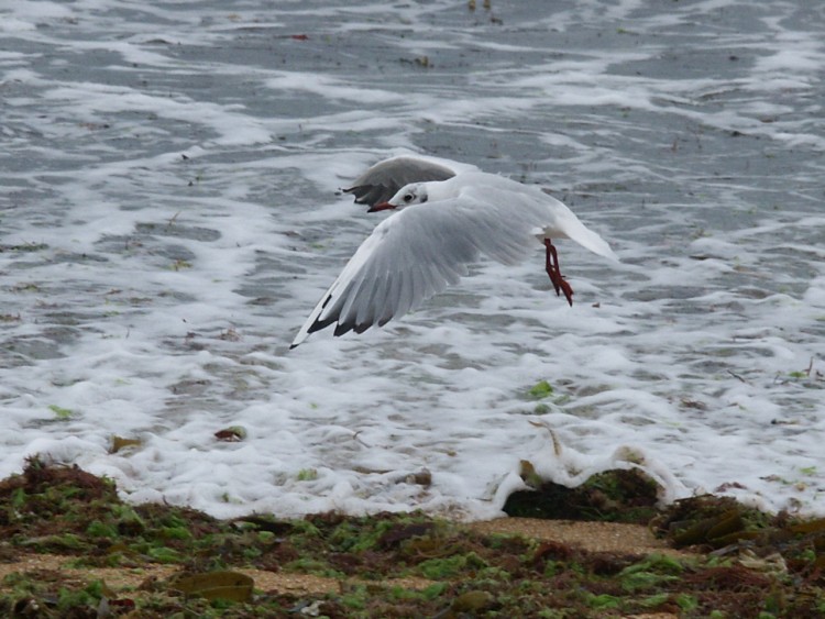 Fonds d'cran Animaux Oiseaux - Canards mouette du morbihan