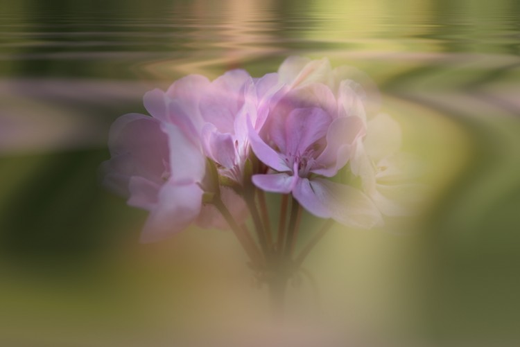 Wallpapers Nature Flowers Le songe s'enfuit 