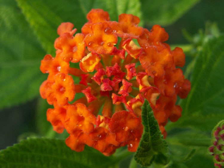 Fonds d'cran Nature Fleurs Lantana