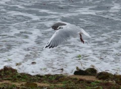 Fonds d'cran Animaux mouette du morbihan