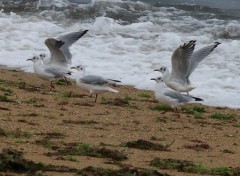 Fonds d'cran Animaux mouettes du morbihan