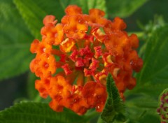 Wallpapers Nature Lantana