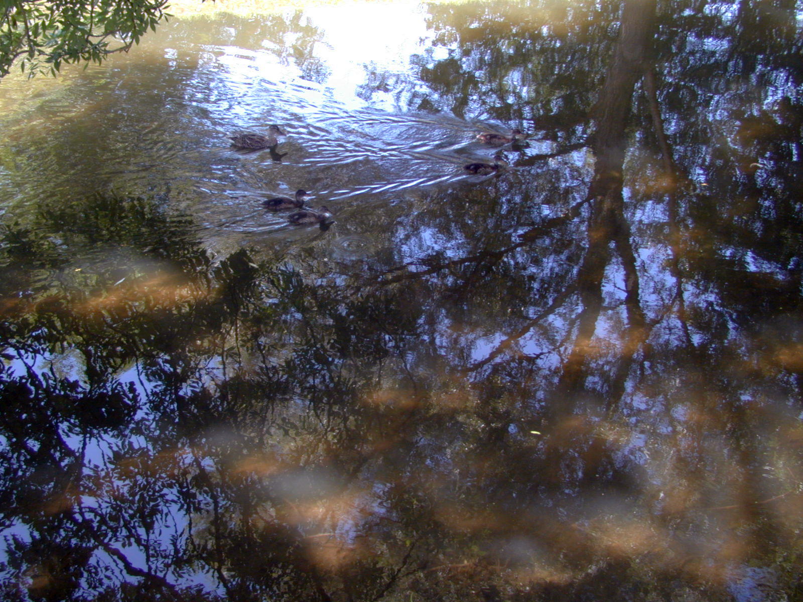 Wallpapers Nature Water - Reflection Reflets