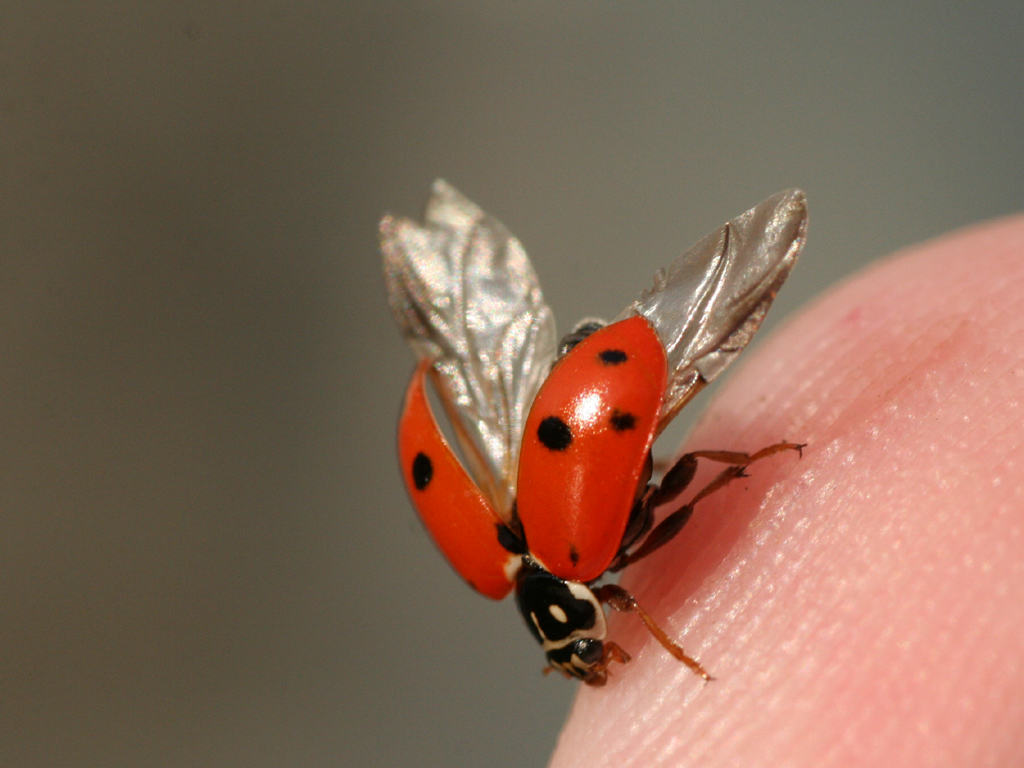 Fonds d'cran Animaux Insectes - Coccinelles envole toi petite coccinelle