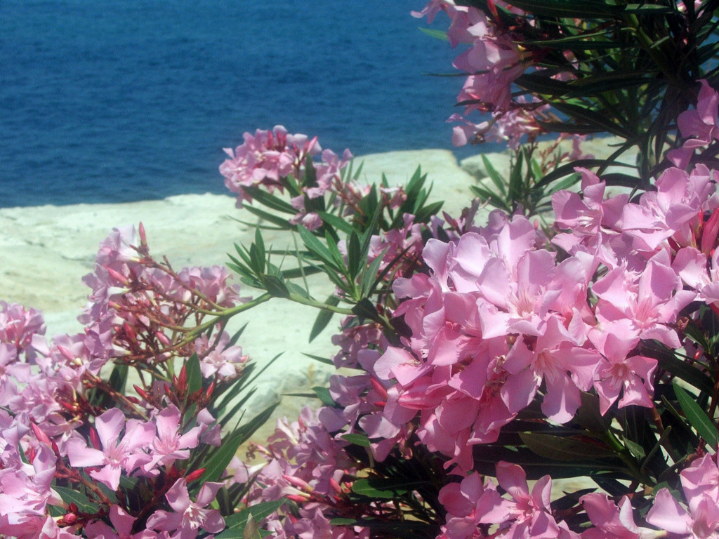 Fonds d'cran Nature Fleurs Ile de Chypre : Limassol